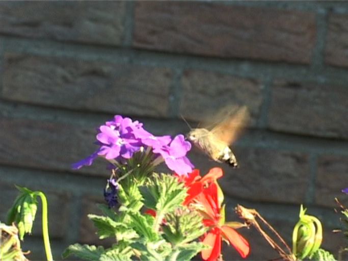 Taubenschwänzchen ( Macroglossum stellatarum ) : Moers, in unserem Garten, 05.09.2005